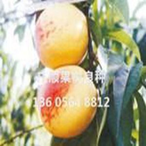 早紅蜜