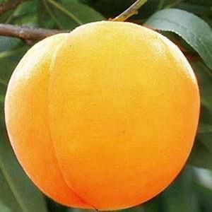 奧引一號黃桃
