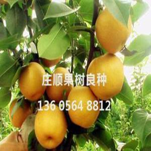 愛宕梨苗