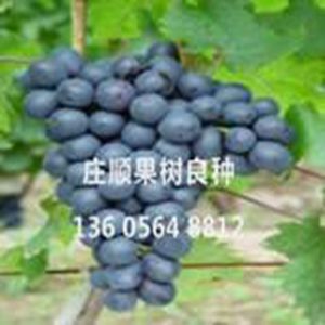 天緣奇