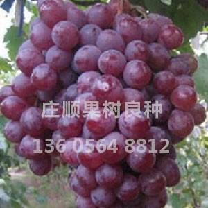 甬優(yōu)一號