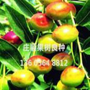 中棗2號(hào)