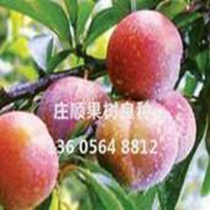 安農(nóng)美李