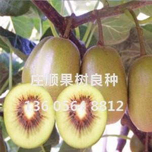紅陽(yáng)獼猴桃苗