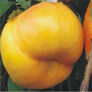 風味天后